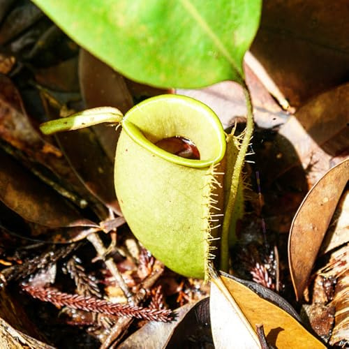nepenthes - carnivora resistenti per giardini rocciosi Carnivoro rampicanti sospese da giardino perenni resistenti rare decorazioni da giardino per esterni 160semi