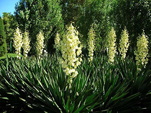 25 + semi Adams fa (Yucca filamentosa) arbusto ornamentale I77 (25 semi)