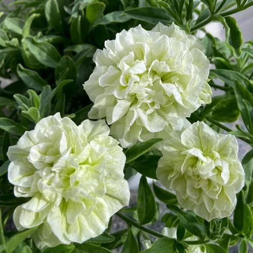 semi di petunia appesi esotiche resistenti, balcone di petunia Balcone, resistenti Decorazione da giardino 750pcs