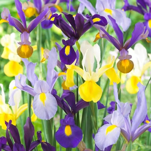 Holländische Iris Super Collection Mischung (50 Zwiebeln), Schwertlilien Kollektion, 5 Sorten/Farben, Mehrjährig, Winterhart Blumenzwiebeln aus Holland für Garten, Topf (große Knollen, kein Samen)