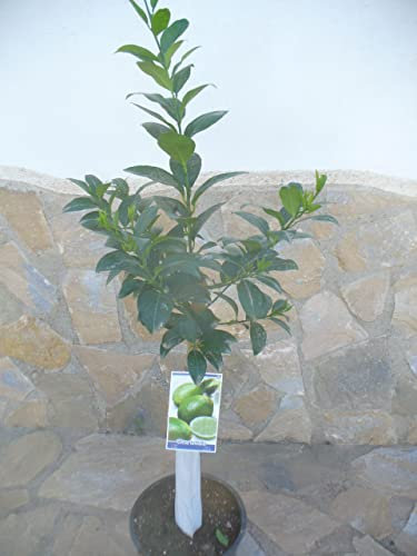 Citrus lima/Lime aigre, Ours Lima,