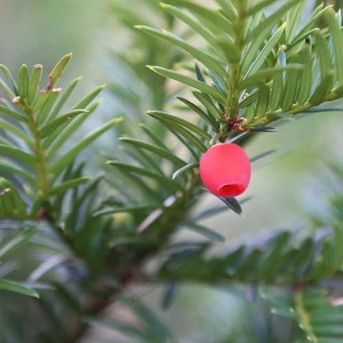 Tasso comune Taxus baccata pianta da siepe sempreverde in vaso ø19 cm h 60/80 cm Vivaio di Castelletto
