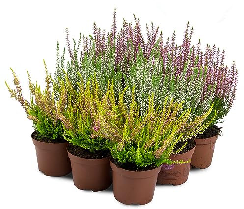 Bruyère Calluna Vulgaris Plante en pot/conteneur – Résistant au froid – Mélange de couleurs (9 pièces/3 couleurs)