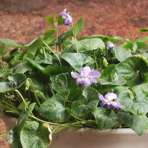 150 pcs Duftveilchen Pflanze Samen, indoor kräutergarten bienen wiese Viola odorata Samen, küchenkräuter garten geschenk blumensamen bodendecker winterhart gartenkräuter gartenpflanzen
