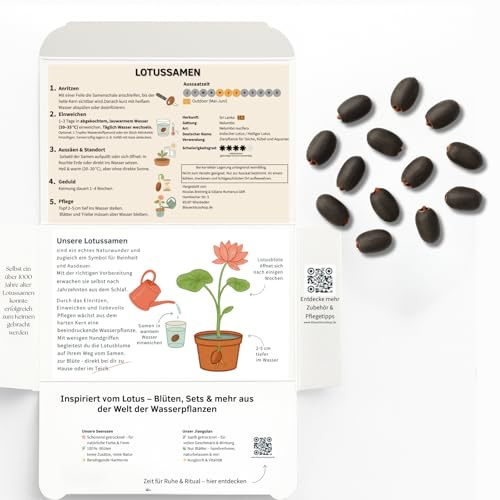 Stillestube® Lotus Samen 75 Stück – 100% Lotus, ganze Samen | Perfekt für Aussaat, Teich & Dekoration