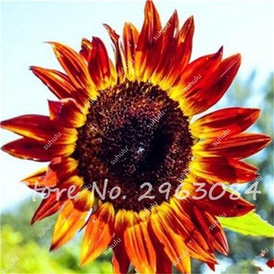 50 PC-Sonnenblumensamen Bio Helianthus annuus Samen Zierblumensamen Sonnenblume für Hausgarten-Leicht 22 to Grow