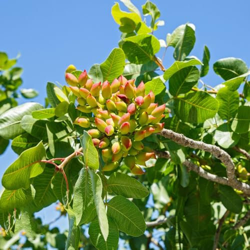 80 pcs pistazienbaum winterhart samen - pistacia vera - garten samen, saatgut alte sorten, pistazien samen pistazienbaum winterhart Nuts Nuss, winterharte stauden dauerblüher stauden
