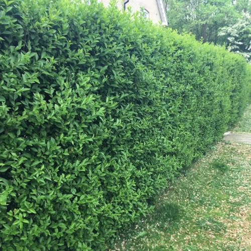 Ligustrum Vulgare Privet Semi-Evergreen Shrub or Hedge with White Flowers & Black Berries, Wildlife Friendly, 1x 5 Litre Pot by Thompson and Morgan