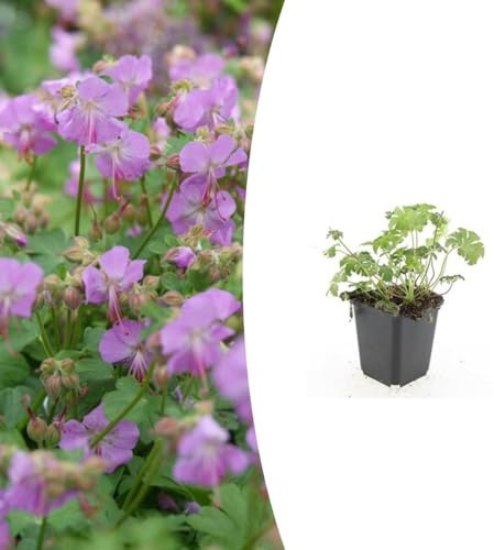 Geranium cant. 'Cambridge' | 48 stycken - 10-25cm - Ø9cm - Trädgårdsväxt