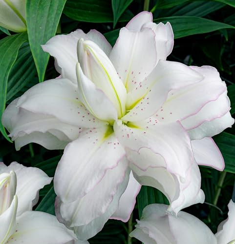 Lotus Lilien Weiß Doppelt (10 duftende zwiebeln), Mehrjährig und Winterhart Blumenzwiebeln Lilien, Mischung aus Holland für Garten und Balkon (große knollen, kein Samen)