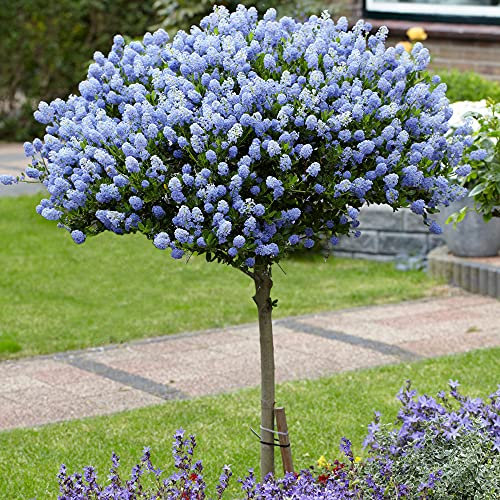 YouGarden Hardy Ceanothus Standard 80-90cm in 19cm Pot, California Lilac Tree for Gardens, Supplied as an Established Plant, Ready to Pot, Hardy Soap Bushes for Gardens
