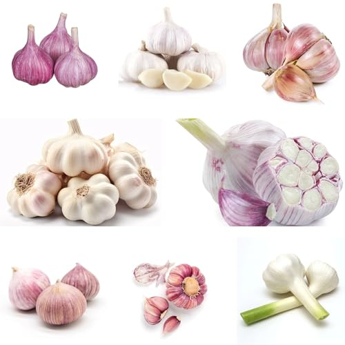 ajo sostenibles plantar ajo de cocina balcón o invernadero Semillas de hortalizas y medicinales balcón exóticas balcones elevados 160semillas