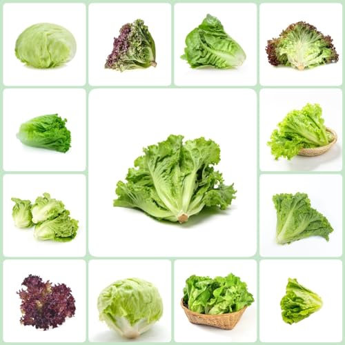 20 pcs salat samen - ausgefallene geschenke exotische kopfsalat pflücksalat,salatsamen,Lactuca sativa, nachhaltige produkte heilkräuter winterfeste pflanzen für balkon gewürzgarten