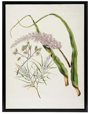 Artery8 Totorowhiti Turpentine Scrub Flowers By Sarah Featon 18X24 Framed Canvas Wall Art Print : Delicate floral composition evoking natural wonder suited to serene home