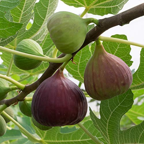 YouGarden Fig Tree 'Brown Turkey' Fruit Plant in a 1.7L Pot, Grow Your Own Fruit in UK Gardens Ready to Plant Out Fruit Tree, Supplied as Single Stemmed Established Plant