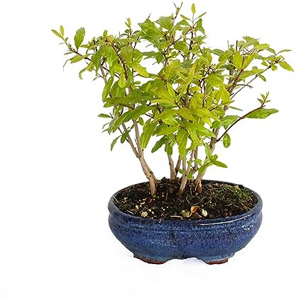 KENTIS - Bonsai di Melograno - Punica Granatum - Piante Vere da Frutto da Esterno - Giardino Balcone Terrazzo - H 25-35 cm Vaso in Ceramica 15 cm