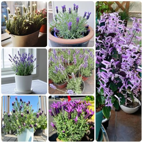 semillas de lavanda resistentes, lavanda cubierta lavanda jardín de rocas, 100pcs