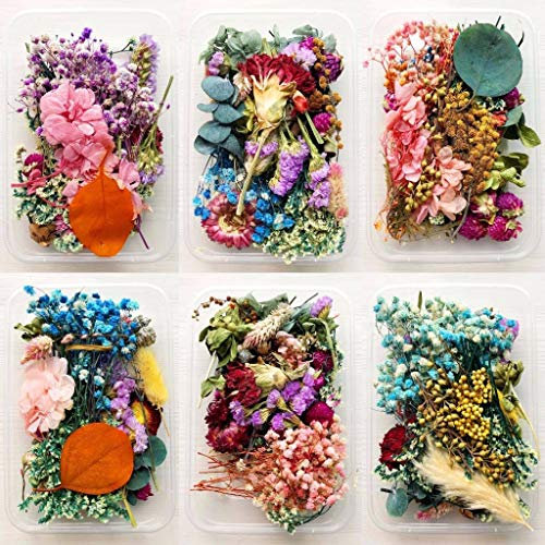5 Boxes Natural Dried Flowers Real Mixed Pressed Flowers DIY Arrangement for Art Craft Soap Making Epoxy Resin Candle Scrapbooking Random Color