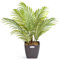 CHRISTOW Artificial Areca Palm Tree, Fake House Plant for Home Decoration, Lifelike Leaves and Husky Natural Looking Stems, Weighted Pot, Indoor Outdoor (60cm / 2ft)