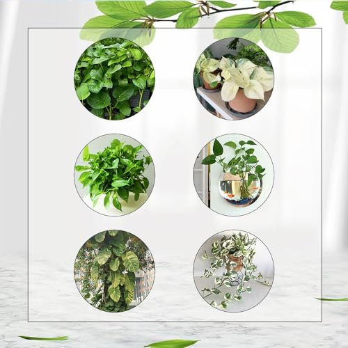 350 Pcs Efeutute Hängend Samen - Kletterpflanzen Winterhart Schnellwachsend, Epipremnum Aureum, Pflanzen Geschenk, Exotische Zimmerpflanzen Winterharte Kübelpflanzen, Exotische Pflanzen