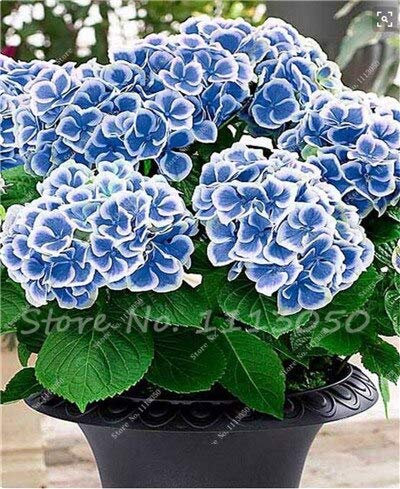 50Pcs/Bag Climbing Hydrangea Seeds Hydrangea Flowers Seed Bonsai Plant Viburnum Home Garden Beautiful Wedding Party Flower Plant