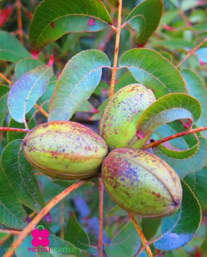 Pianta di Noce Pecan 'Kiowa' Carya Illinoensis innestata - in vaso Ø 19 cm h. 180/200 cm