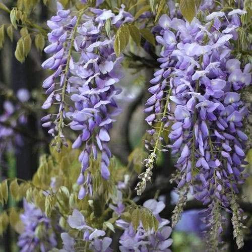 Wisteria floribunda ‘Issai-naga’ – Glicine Viola Rampicante a Fioritura Abbondate, Pianta in Vaso, Crescita Veloce e Profumata, Ideale per Pergolati, Muri e Archi da Giardino