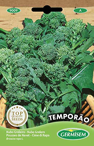 Germisem graines Pousses de navet TEMPORÃO