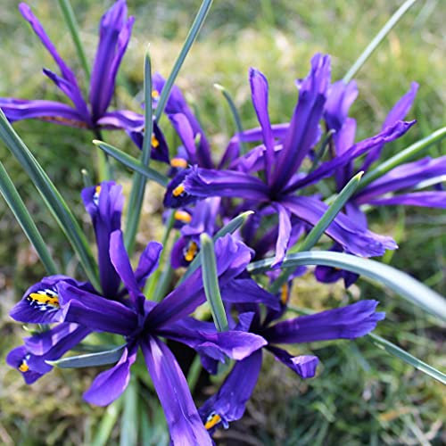 Blumenzwiebeln Iriszwiebeln Iris reticulata bienenfreundliche Mischung(25 Zwiebeln)