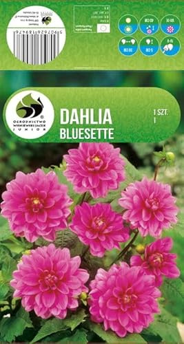 AGRONOM | DALIAS - BLUESETTE | Bulbos de flores perennes | Flores rosas | Cultivadas en jardines de flores, macetas y céspedes floridos | 1 bulbo