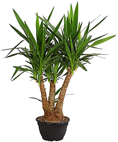 Dehner Yucca-Palme, Yucca elephantipes, Palmlilie, mehrtriebig, ca. 90-100 cm, Ø Topf 26 cm, Zimmerpflanze