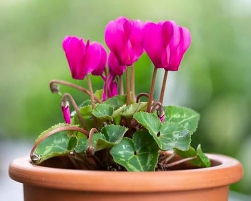 60 graines de plantes de cyclamen vertes
