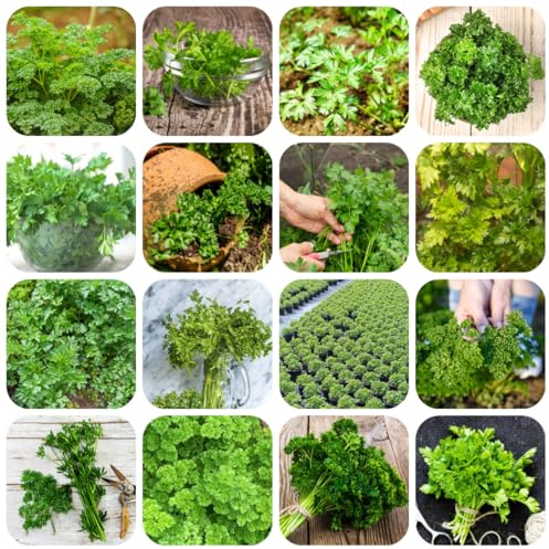 semi di prezzemolo, prezzemolo perenne resistente, giardino da interno giardino, esotico 1200pcs