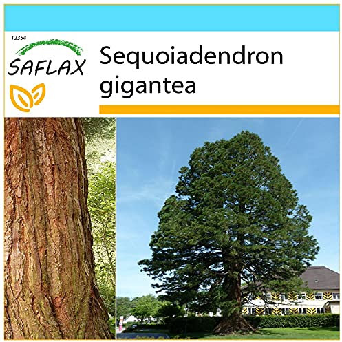 SAFLAX - Geschenk Set - Berg - Mammutbaum - 50 Samen - Mit Geschenk- / Versandbox, Versandaufkleber, Geschenkkarte und Anzuchtsubstrat - Sequoiadendron gigantea
