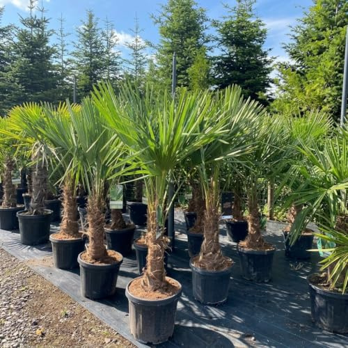 Trachycarpus Fortunei Palma Cinese Chamaerops Excelsa tronco 70cm | h100/150cm