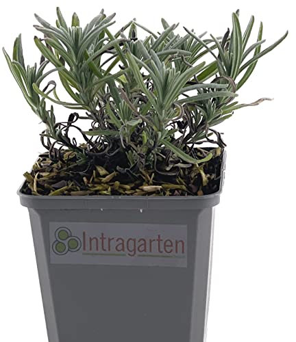 Lavendel | 1 Stück im Topf | Lavandula angustifolia 'Munstead' von Intragarten