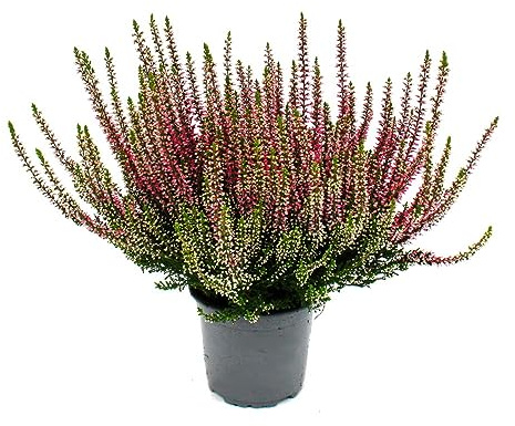 Calluna vulgaris – Set di 3 piante – Brughiera – Pianta erica – Resistente – Vaso da 11 cm – Rosa