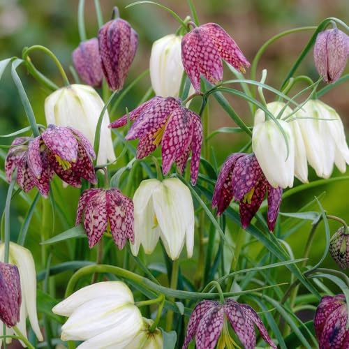 Bulbi Fiori Perenni da Esterno - 25 Bulbi Fritillaria Meleagris | Piante esclusive dall’Olanda, Mix di 4 varietà, per giardino, vaso e balcone (non semi, non artificiali)