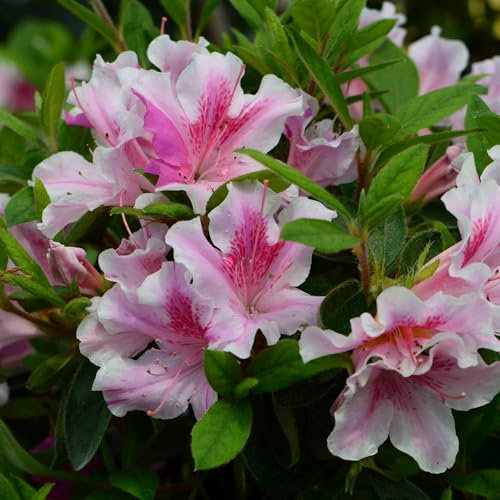 Pianta vera di Azalea Encore Twist - Diametro Vaso Ø 19 cm