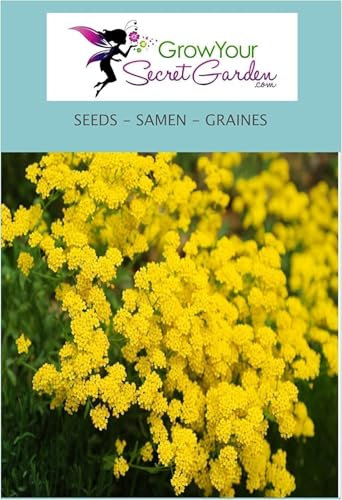 Alyssum saxatile 100 Graines,Aurinia saxatilis Corbeille d'Or à fleurs jaunes - plante vivace