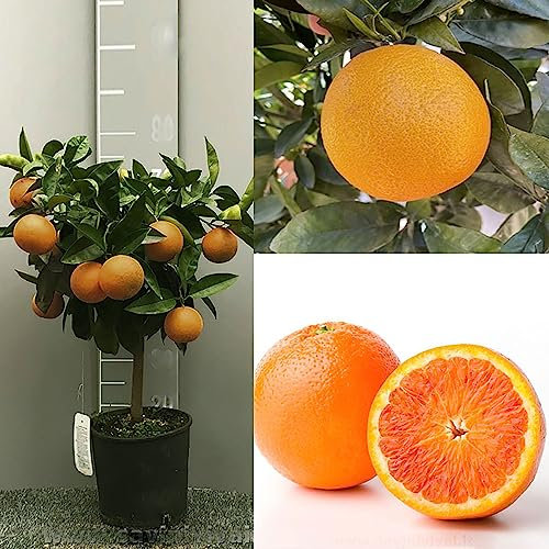 Plante d'oranger SAVINI VIVAI, agrume Tarocco Orange en pot de 20 cm hauteur 70 cm 2-3 ans de greffage, fabriqué en Italie