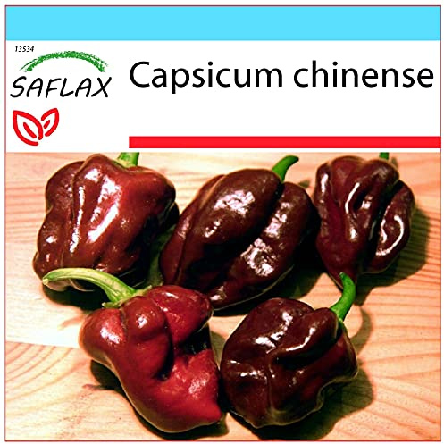 SAFLAX - Set regalo - Chile habanero chocolate - 10 semillas - Con caja regalo/envío, etiqueta para envío, tarjeta de felicitación y sustrato de cultivo y fertilizante - Capsicum chinense