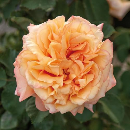 Vivaio Garden Forest Rosa Divina Commedia® Barni a Cespuglio
