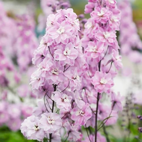 Semi di Delphinium-perenni resistenti e perenni per esterni giardino to-facile da piantare da giardino 600pcs