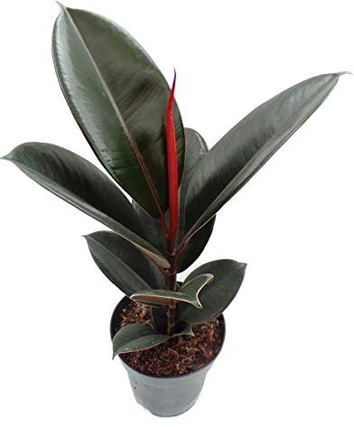 Planta de goma Ficus elastica Abidjan en una maceta de 14 cm. Rara vez se ofrece