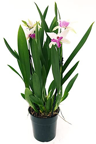 POWERS TO FLOWERS - ORCHIDEA MILTASSIA, pianta vera