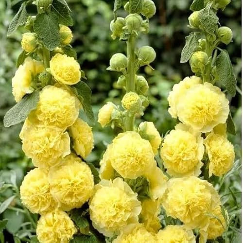 Hollyhock - Chaters Double Yellow - 40 Seeds + freebie + Plant tag (Althaea rosea)