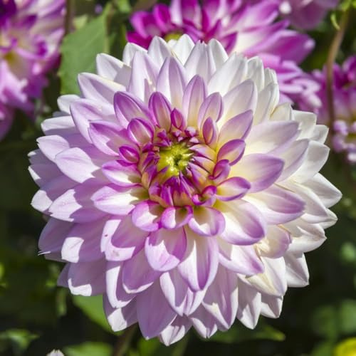 1 pezzi bulbi di dalia - balcone giardino bulbi di tempranas resistenti all'esterno