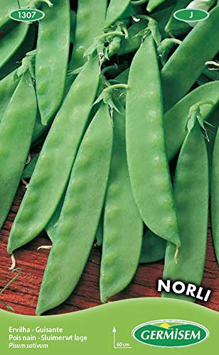 Germisem Norli Graines de Pois à Sucre 100 g EC1307 Multicolore