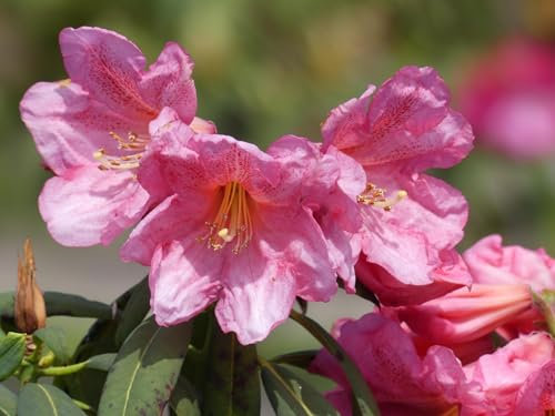 Rhododendron Hybride Camdeboo - Großblumige Alpenrose - 30-40 cm